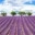Lavender Fields in Valensole (2024): Guide to the Best Lavender Fields in Provence, France