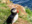 Puffin in Iceland