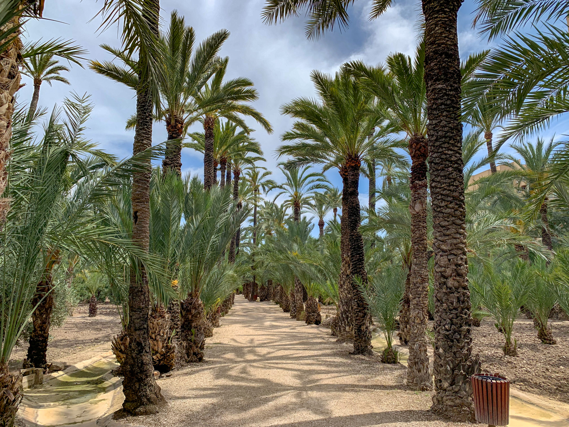 Palm trees in Spain