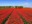 Tulip field near Lisse, the Netherlands