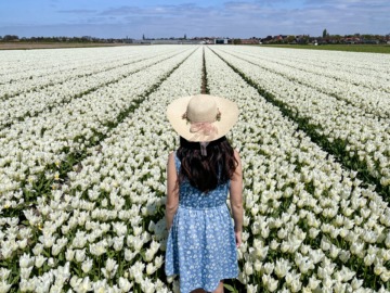 Tulip fields in the Netherlands: what to know before visiting
