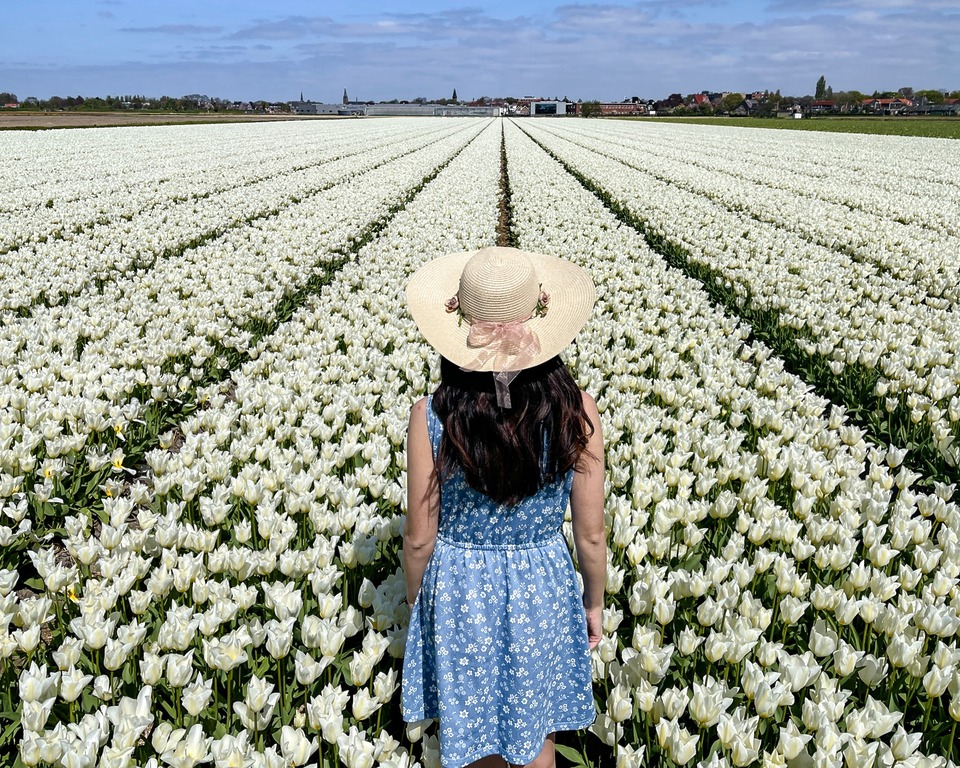 Tulip field near Lisse, the Netherlands